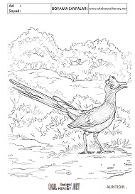 roadrunner boyama sayfaları